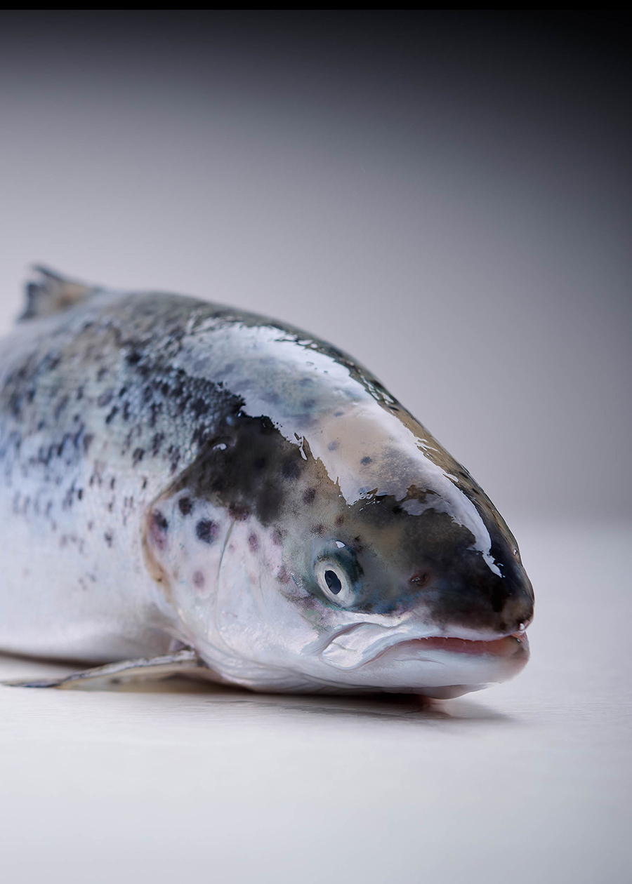 pn-new_entwicklung_SkagenSalmonbyPeterNiemann
